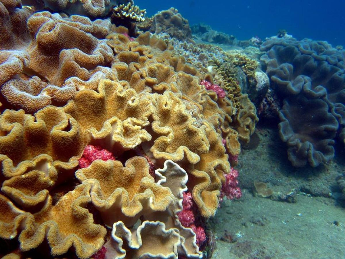 מטרה Seadina Coral Home מראה חיצוני תמונה